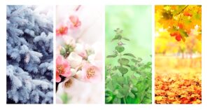 four,seasons,of,year.,set,of,vertical,nature,banners,with