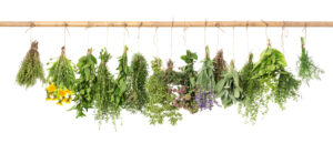 fresh,herbs,hanging,isolated,on,white,background.,basil,,rosemary,,sage,